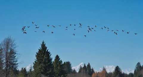 Flock of migrating geese Stock Photos