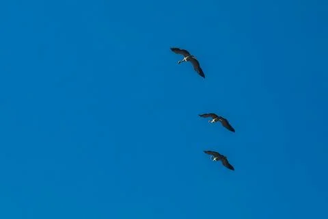 Flock of migrating Grey herons in the sky Stock Photos
