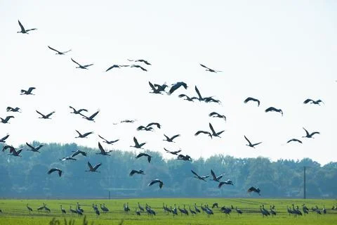 Flock of migrating Grey herons in the sky Stock Photos