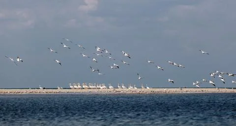 A flock of migrating pink pelicans Fotos Stock