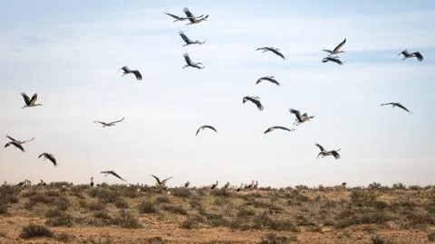 Flock of migrating storks in israel Stock Photos