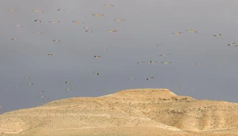Flock of migrating storks in israel Stock Photos