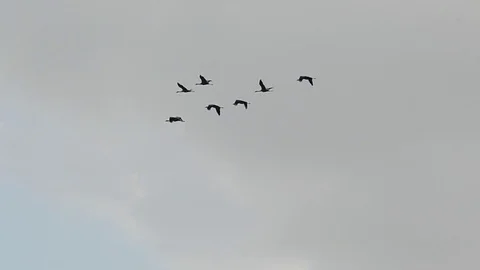 Flock of migratory birds against the background of clouds Stock Footage 84827828