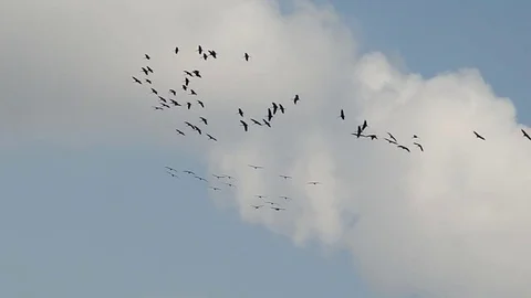 Flock of migratory birds against the background of clouds Stock Footage 84827860