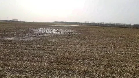 Flock of migratory birds on a field Stock Footage 270508597