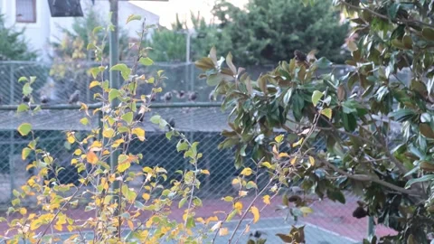 Flock of Migratory Birds Flying Above a Residential Garden During Sunset Stock Footage 293514935