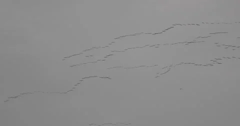 Flock Of Migratory Birds Flying in Formation Stock Footage 144502183