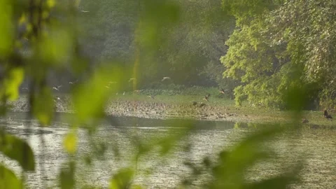 Flock of migratory birds flying over a scenic lake in nature. Video stock 333916331