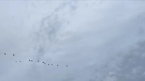 Flock of migratory birds flying in V-formation across dramatic cloudy sky during Stock Footage 317773365
