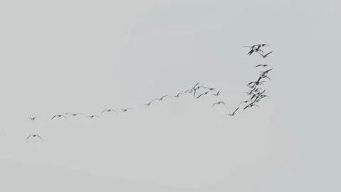 Flock of Migratory Birds Flying in V Formation Against a Cloudy Sky in Iceland 스톡 동영상 320514107
