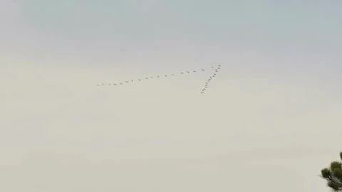 Flock of Migratory Birds Flying in V Formation Stock Footage 322214701