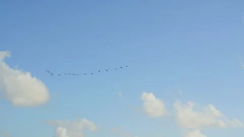 Flock of migratory birds flying in v-formation Stock Footage 338090248