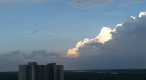 A flock of migratory birds passing through cloud weather Stock Footage 162059787
