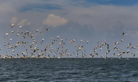 Flock of migratory birds Photos