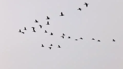 A flock of migratory birds in the sky Stock Footage 274412850