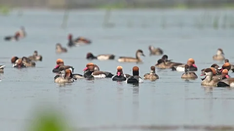 Flock of migratory ducks swimming in Brahmaputra River Guwahati Assam Stock Footage 339269823