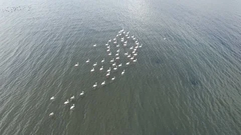 Flock of migratory flamingos Video stock 227004119