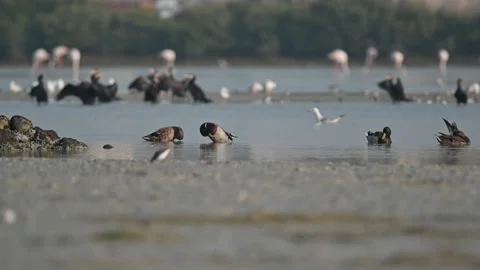 A Flock of migratory Mallard ducks  in the early morning at the back Vidéo 167549024