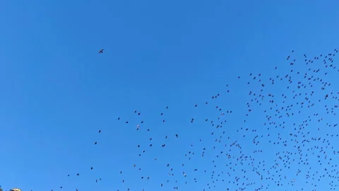 Flock of Migratory Starlings Flying in a Cloudless Blue Sky Stock Footage 221948907