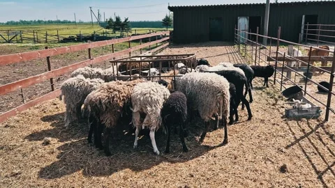 Flock of Mixed Sheep Eating Hay from Feeder in Outdoor Farm Enclosure Stock Footage 339079067