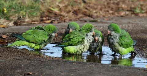Flock of monk parakeets drinking water from a puddle on the ground Stockfoto's