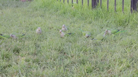 A flock of monk parakeets feeding on grass at the plaza del congreso 库存影片 274470586
