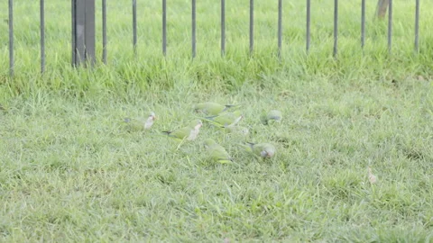 Flock of monk parakeets take flight from a grass lawn at the plaza del congreso Stock Footage 279031500