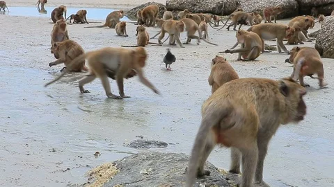 Flock of monkey on sea beach thailand Video stock 87771506