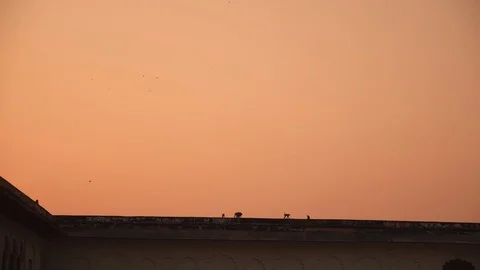 A flock of monkeys follows each other along a high wall against the background Video stock 126901352
