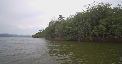 A flock of monkeys Stock Footage 119313571