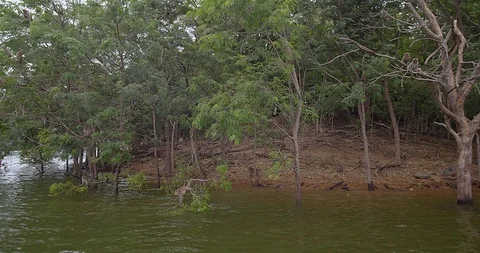 A flock of monkeys Video stock 119635716