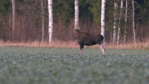 A flock of moose elk feeding on rapeseed field on their knees in evening Stock Footage 171867693