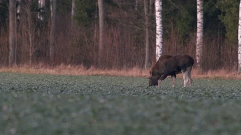 A flock of moose elk feeding on rapeseed field on their knees in evening Stock Footage 171868019