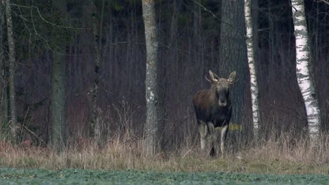 A flock of moose elk feeding on rapeseed field on their knees in evening Stock Footage 171868110