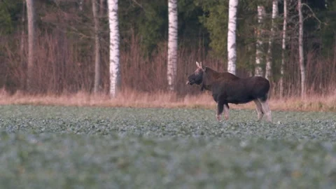 A flock of moose elk feeding on rapeseed field on their knees in evening Stock Footage 171868255