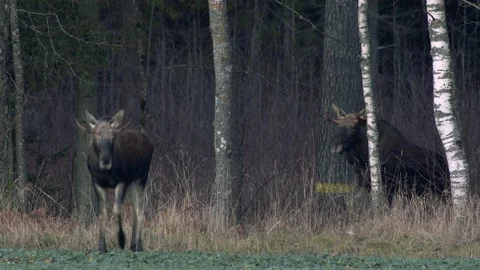 A flock of moose elk feeding on rapeseed field on their knees in evening Stock Footage 171868451