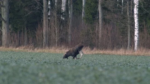 A flock of moose elk feeding on rapeseed field on their knees in evening Stock Footage 171868477