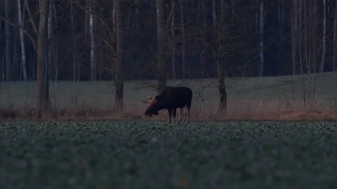 A flock of moose elk feeding on rapeseed field on their knees in evening Stock Footage 171868573