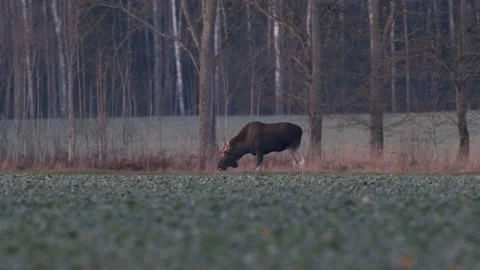 A flock of moose elk feeding on rapeseed field on their knees in evening Stock Footage 171868633