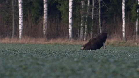 A flock of moose elk feeding on rapeseed field on their knees in evening Stock Footage 171868671