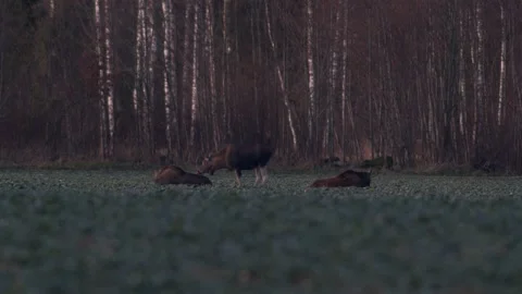 A flock of moose elk feeding on rapeseed field on their knees in evening Stock Footage 171868693