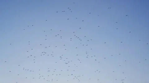 Flock of Mosquitoes at Sunset Stock Footage 85179443