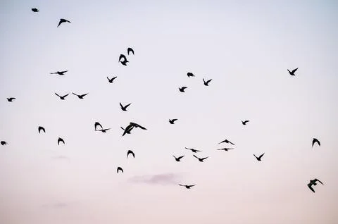 Flock in Motion Stock Photos