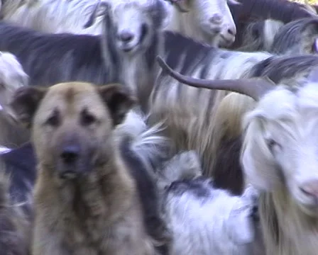 A flock of mountain sheep 库存影片 1012938