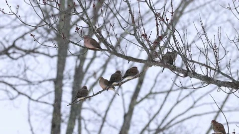 A flock of Mourning doves perched in tree with snow falling, 4K Stock Footage 236332960