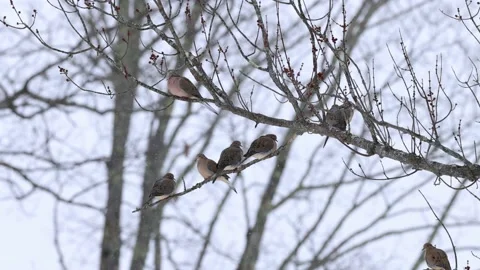 A flock of Mourning doves perched in tree with snow falling, 1/2 speed, 4K Stock Footage 236332973