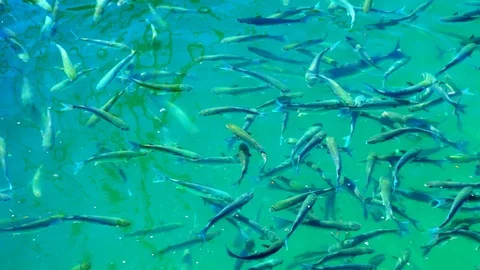 Flock of mullet fish on the surface of the water swallow the air. 4K. Slow motio Stock Footage 104780721