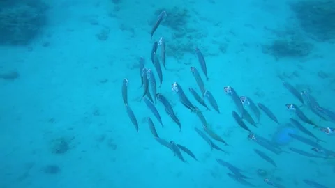 A flock of mullet swims chaotically one after another in the Red Sea Stock Footage 221945914