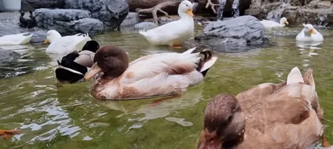 A flock of multicolored ducks is happily playing in the pond swimming on th.. Stock Footage 300071314