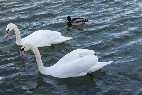A flock of mute swan and mallard bird is roaming in the danube river. vienn.. Stock Photos